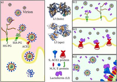 Molecular Mechanisms Behind Anti SARS-CoV-2 Action of Lactoferrin